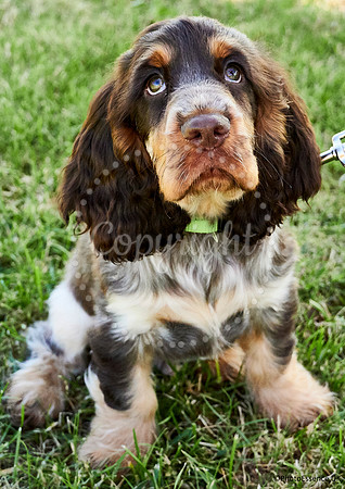 DogShow-a4_19-07-06_Scovellsway_DJR2660-0002