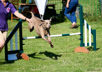 DogShow-a4_19-07-06_Scovellsway_DJR2920-0012