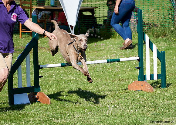 DogShow-a4_19-07-06_Scovellsway_DJR2920-0012
