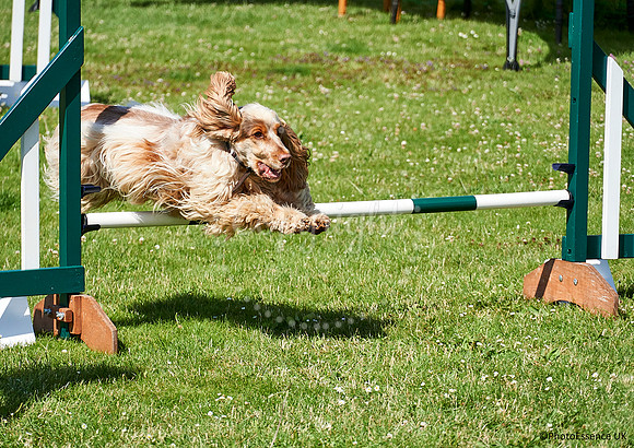 DogShow-a4_19-07-06_Scovellsway_DJR3149-0023