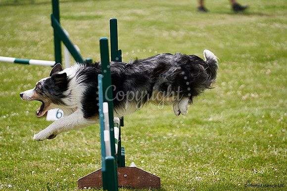 DogShow-a4_19-07-06_Scovellsway_JLR4085-0302