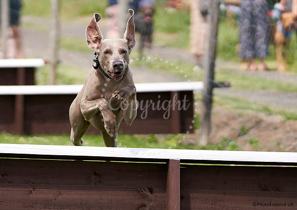 DogShow-a4_19-07-06_Scovellsway_JLR3553-0232