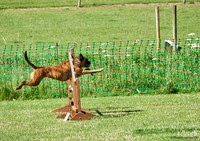 DogShow-a4_19-07-06_Scovellsway_DJR3002-0015