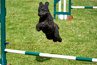 DogShow-a4_19-07-06_Scovellsway_DJR3265-0041