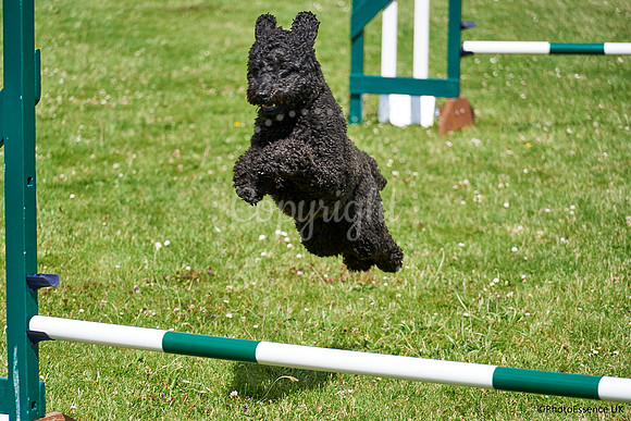 DogShow-a4_19-07-06_Scovellsway_DJR3265-0041