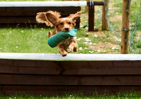 DogShow-a4_19-07-06_Scovellsway_DJR3396-0060