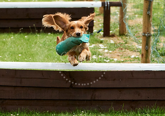 DogShow-a4_19-07-06_Scovellsway_DJR3396-0060