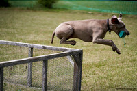 DogShow-a4_19-07-06_Scovellsway_JLR3622-0243