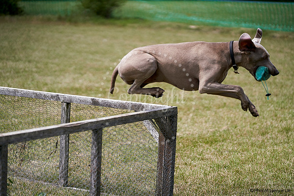 DogShow-a4_19-07-06_Scovellsway_JLR3622-0243