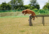 DogShow-a4_19-07-06_Scovellsway_DJR3503-0087