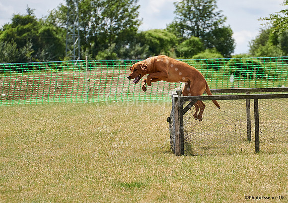 DogShow-a4_19-07-06_Scovellsway_DJR3503-0087