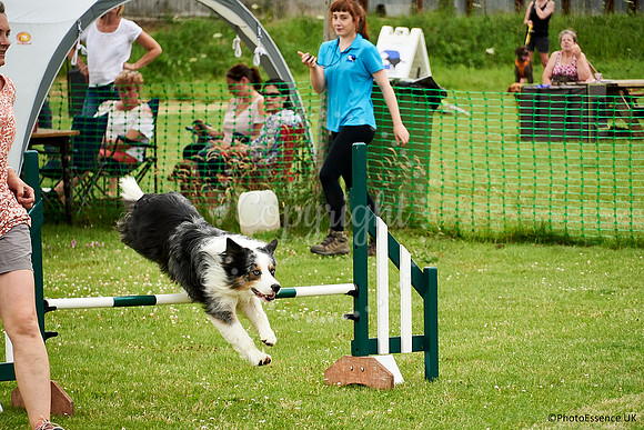 DogShow-a4_19-07-06_Scovellsway_DJR3945-0145