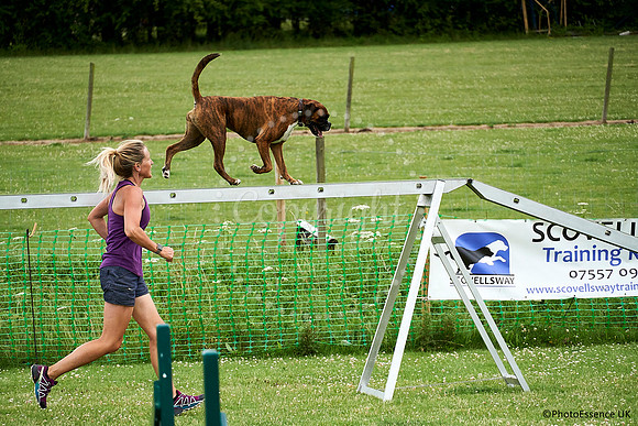 DogShow-a4_19-07-06_Scovellsway_DJR3942-0144