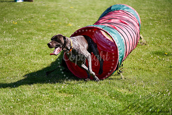 DogShow-a4_19-07-06_Scovellsway_JLR3183-0189
