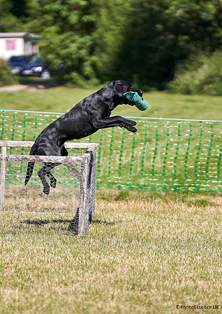 DogShow-a4_19-07-06_Scovellsway_JLR3263-0195