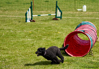 DogShow-a4_19-07-06_Scovellsway_JLR3382-0212