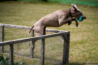 DogShow-a4_19-07-06_Scovellsway_JLR3621-0242