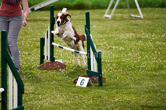 DogShow-a4_19-07-06_Scovellsway_JLR3900-0283