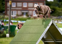 DogShow-a4_19-07-06_Scovellsway_JLR3920-0287