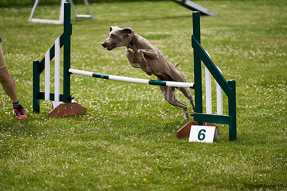 DogShow-a4_19-07-06_Scovellsway_JLR3923-0289