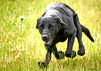 Scovellsway Dog Show 2019
