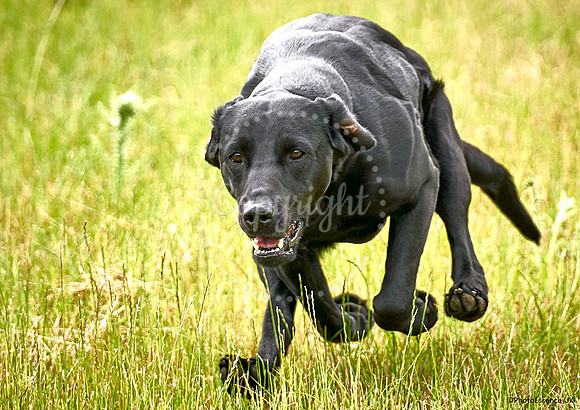 Gundog-a4_19-06-26_Scovellsway_JLR2768-0016